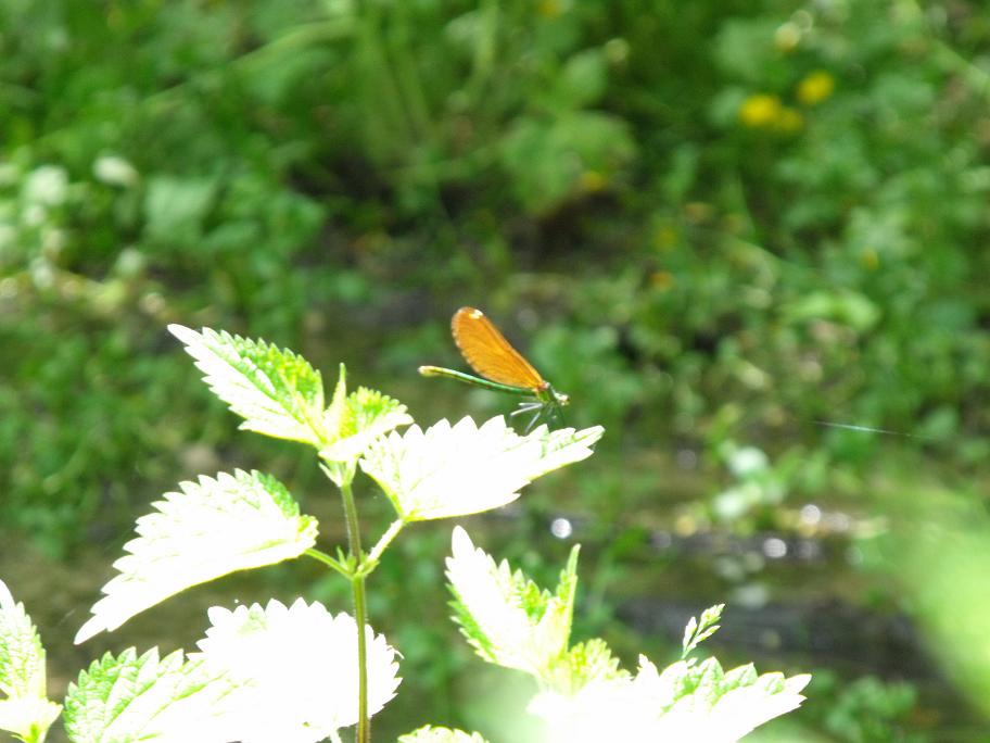 Calopteryx 3 ed ultima